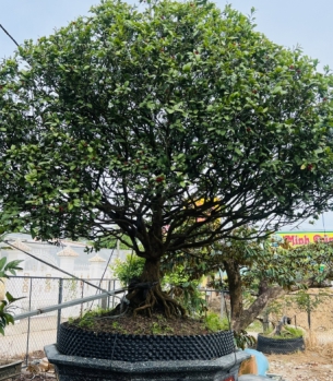 MAI VÀNG TRÀ VINH