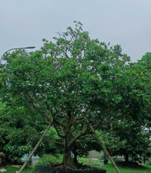 MAI VÀNG CỔ THỤ