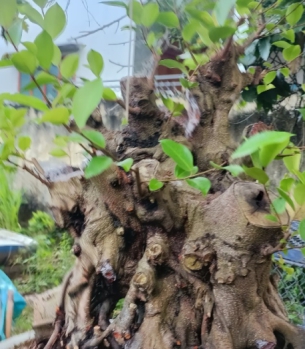 CÂY XANH CỔ THỤ