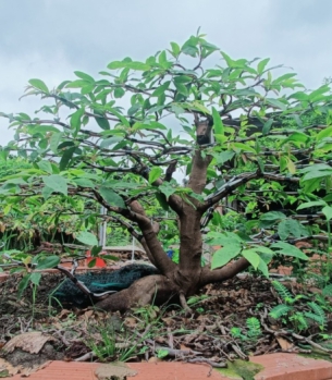 MAI VÀNG BONSAI