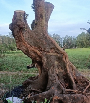 CÂY CÔNG TRÌNH TRÀ VINH