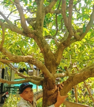 MAI VÀNG ĐẠI THỤ TẠI TRÀ VINH