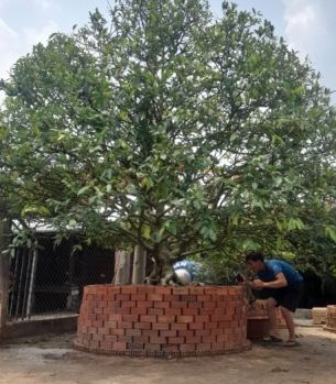 CUNG CẤP MAI TẾT TRÀ VINH