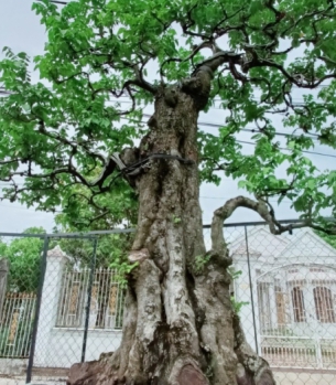 CÂY KIỂNG ĐẠI THỤ - CÂY KIỂNG TRÀ VINH