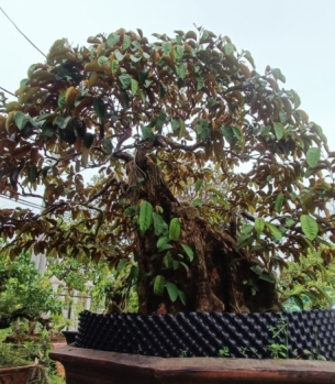 VÚ SỮA BONSAI - CÂY KIỂNG ĐẸP TRÀ VINH