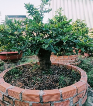 MAI BONSAI NỞ NGÀY TẾT