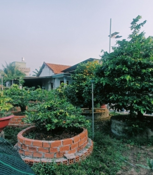 VƯỜN MAI VÀNG TẠI BÌNH DƯƠNG