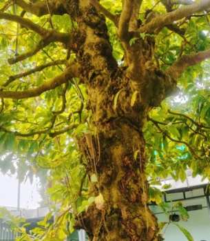 MAI GỐC CỔ THỤ