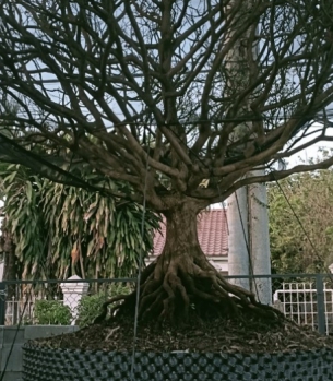 BÁN MAI TẾT 2024