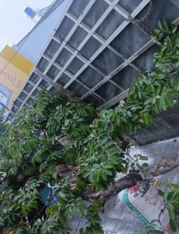 CÂY VÚ SỮA CÔNG TRÌNH