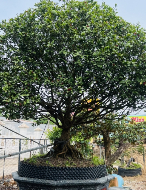 MAI VÀNG TRÀ VINH