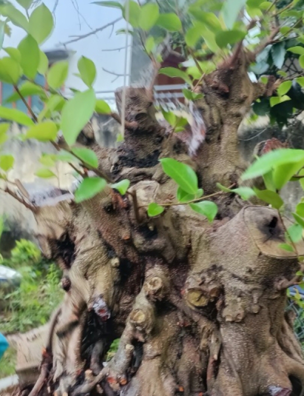 CÂY XANH CỔ THỤ