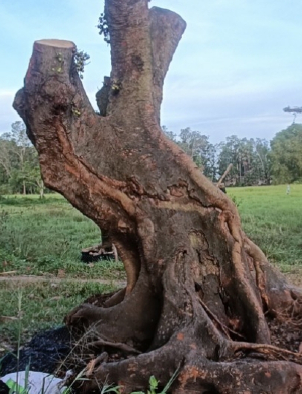 CÂY CÔNG TRÌNH TRÀ VINH