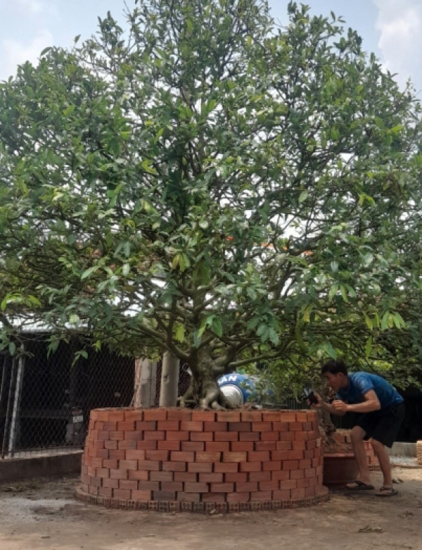 CUNG CẤP MAI TẾT TRÀ VINH