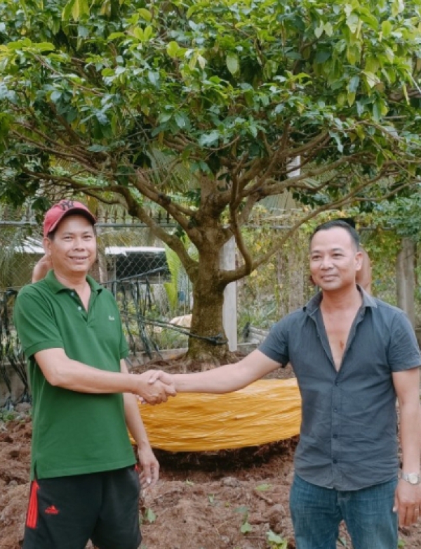 MUA BÁN MAI TẾT ĐẸP TRÀ VINH