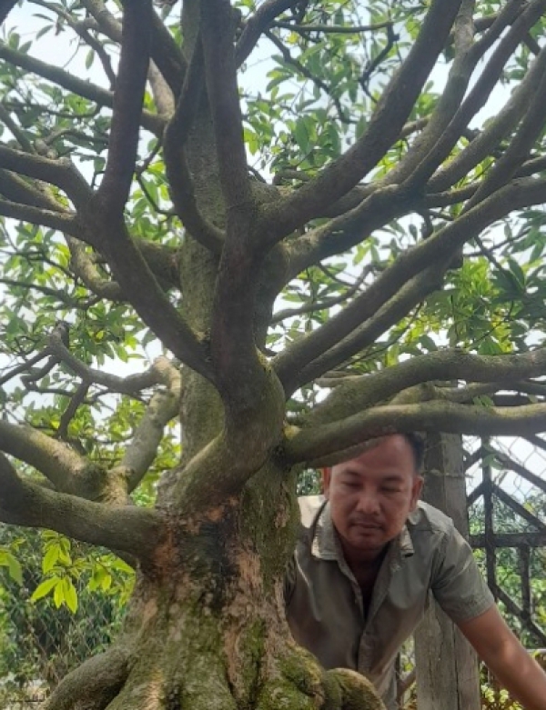 VƯỜN MAI TẾT TRÀ VINH
