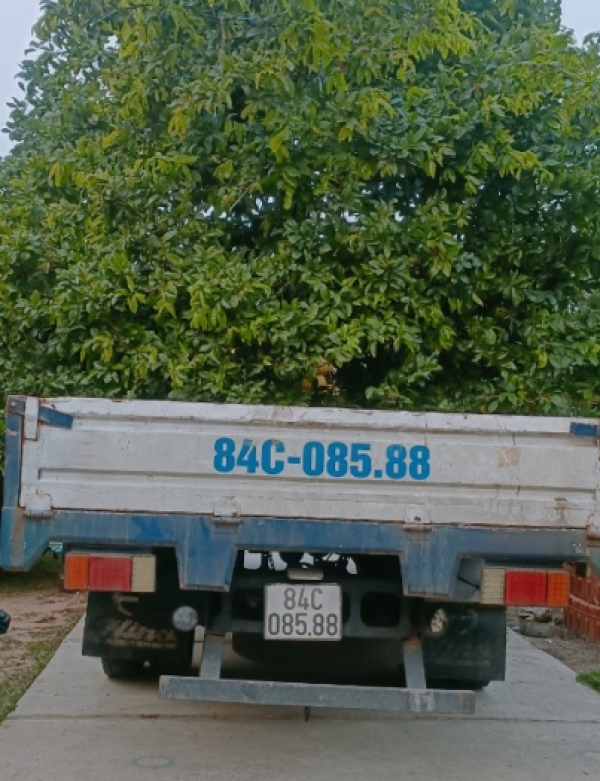 MAI TẾT- MUA BÁN CHĂM SÓC MAI TẾT TRÀ VINH