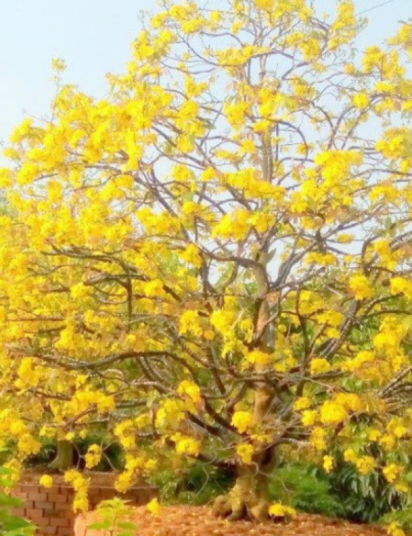 MAI VÀNG TÁN CAO, RỘNG