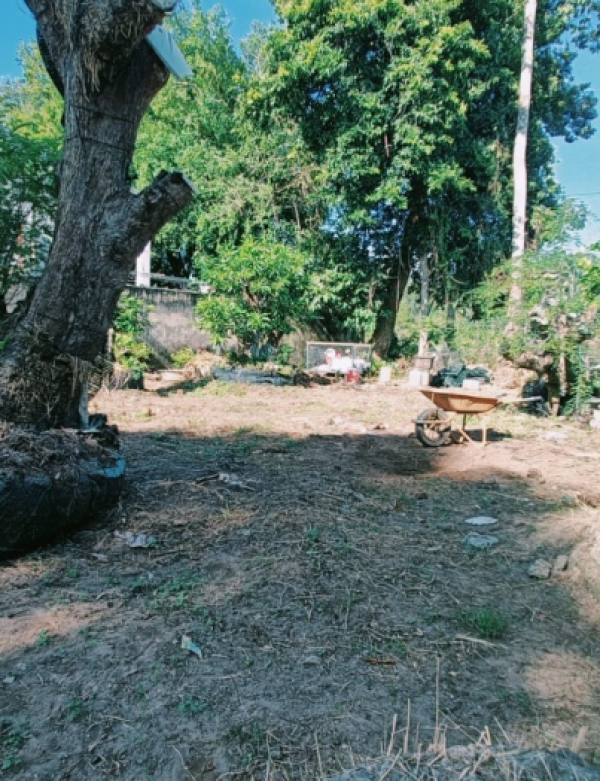 CUNG CẤP THI CÔNG CÂY CẢNH TẠI TRÀ VINH