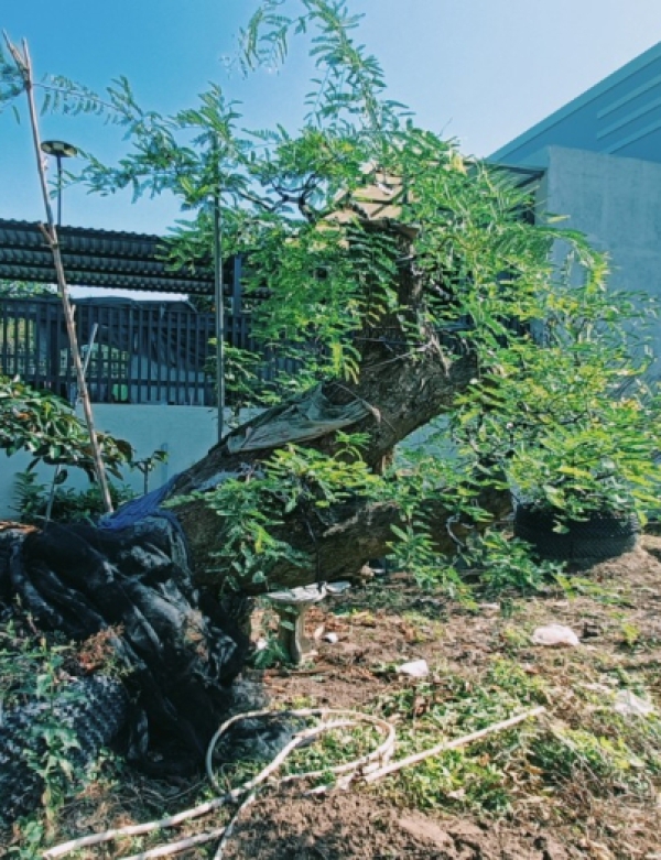 CUNG CẤP THI CÔNG CÂY CẢNH TẠI TRÀ VINH