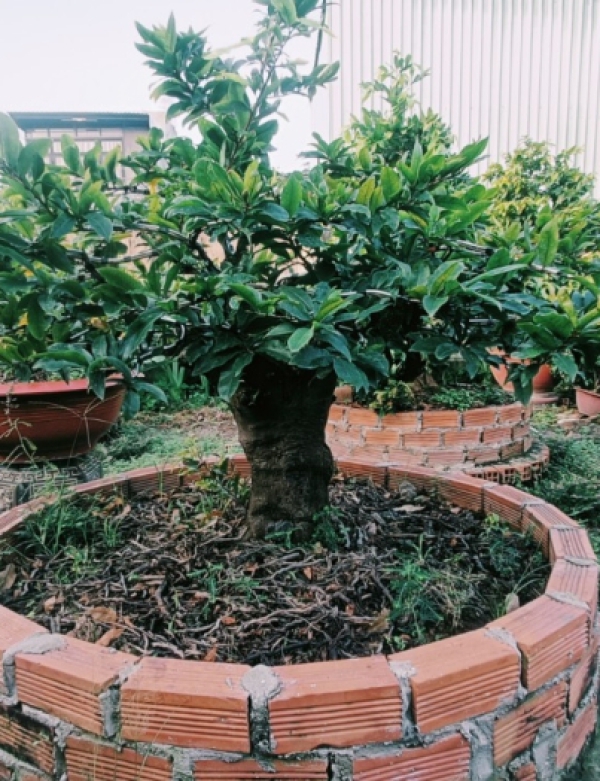 MAI BONSAI NỞ NGÀY TẾT