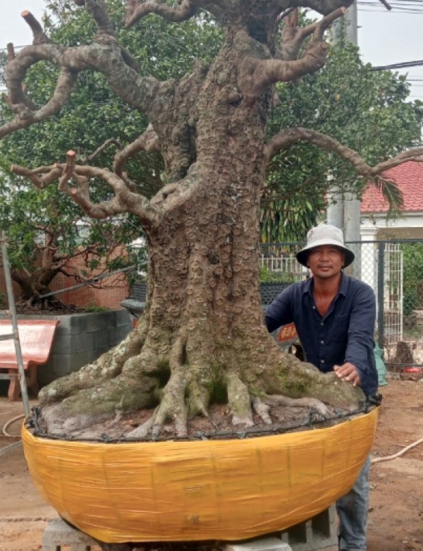KHẾ CỔ THỤ