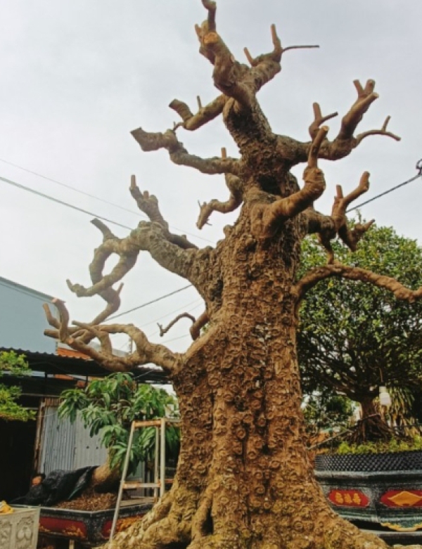 KHẾ CỔ THỤ