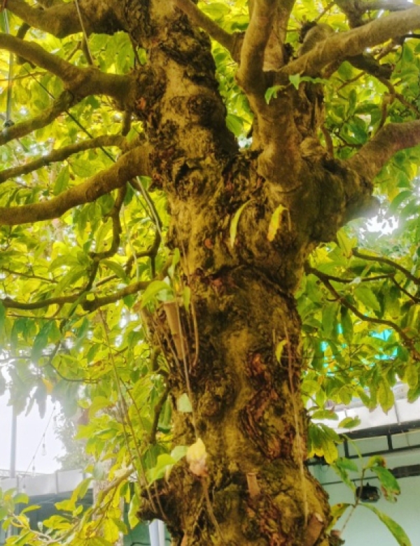 MAI GỐC CỔ THỤ