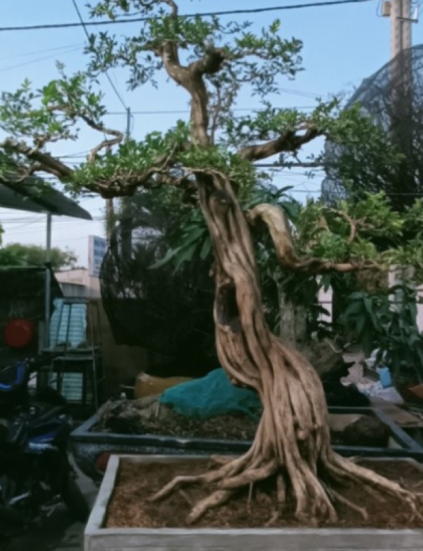 CÂY CẢNH ĐẸP TRÀ VINH