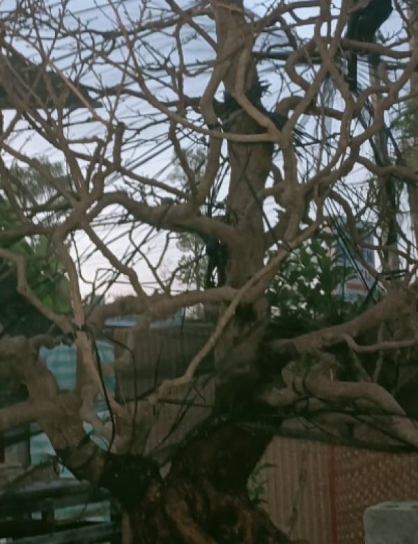 BÁN MAI TẾT 2024