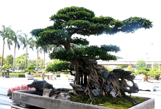 Cây Cảnh Nguyễn Dũng Vĩnh Long – Địa Chỉ Cung Cấp Cây Cảnh Đẹp, Uy Tín Và Chất Lượng