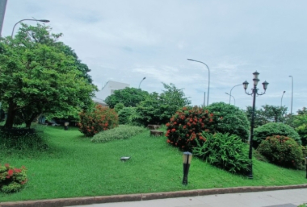 DỊCH VỤ CHĂM SÓC CÂY CẢNH