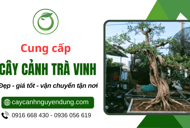 Cung cấp cây cảnh Trà Vinh đẹp, giá tốt, vận chuyển tận nơi 