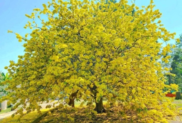 Chăm Sóc Mai Tết Đúng Cách – Bí Quyết Để Mai Vàng Nở Đẹp Cùng Cây Cảnh Nguyễn Dũng Vĩnh Long