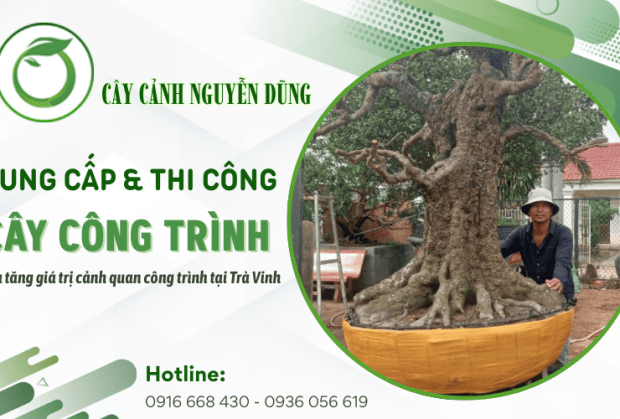 Cung cấp & thi công cây công trình Trà Vinh - Gia tăng giá trị cảnh quan