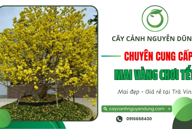 Mai vàng chơi Tết đẹp, giá rẻ – Vườn mai Tết Trà Vinh uy tín