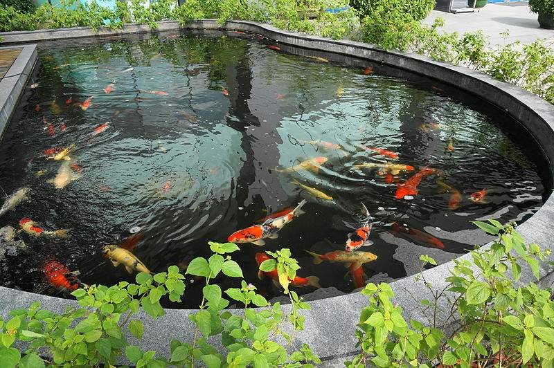 bảng giá thi công hồ cá Koi