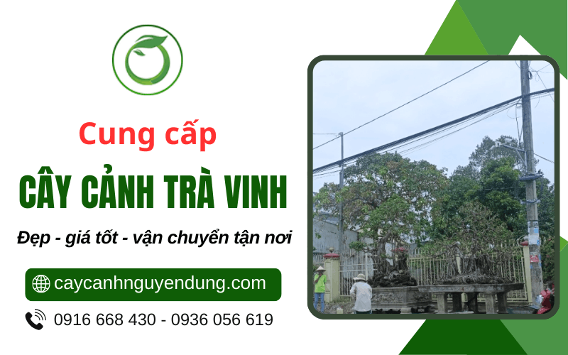 cây cảnh Trà Vinh