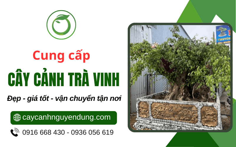cây cảnh Trà Vinh