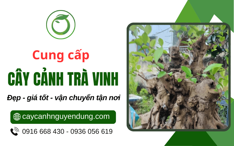 cây cảnh Trà Vinh