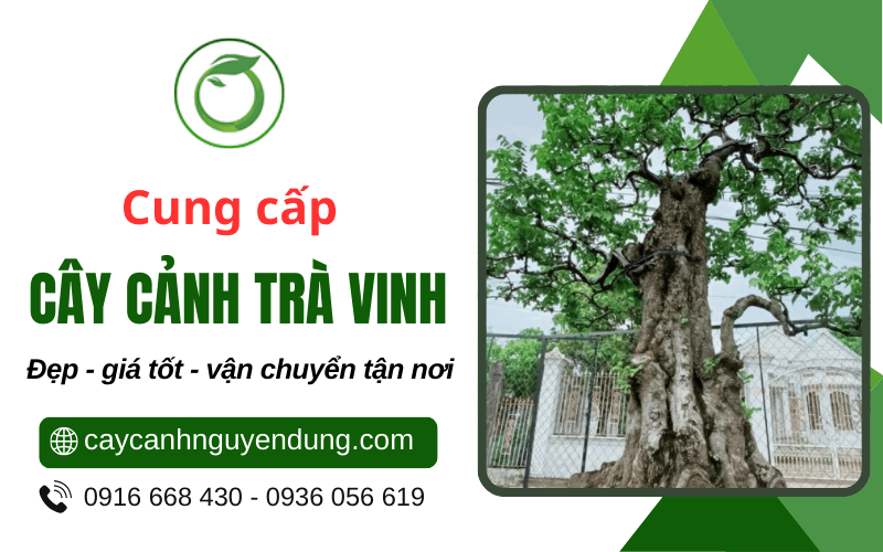 cây cảnh Trà Vinh