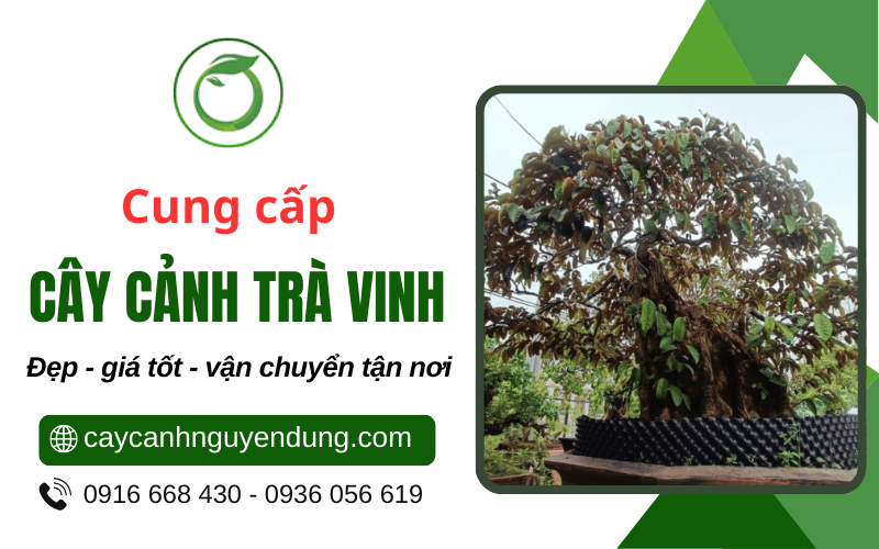 cây cảnh Trà Vinh