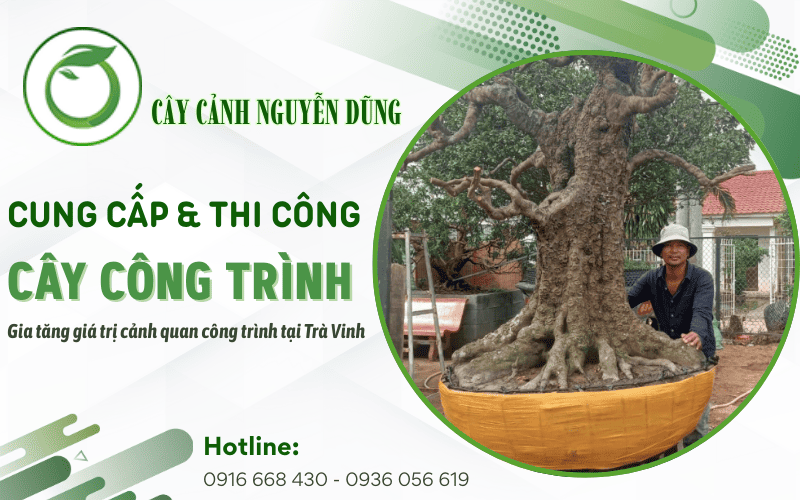 cung cấp thi công cây công trình Trà Vinh