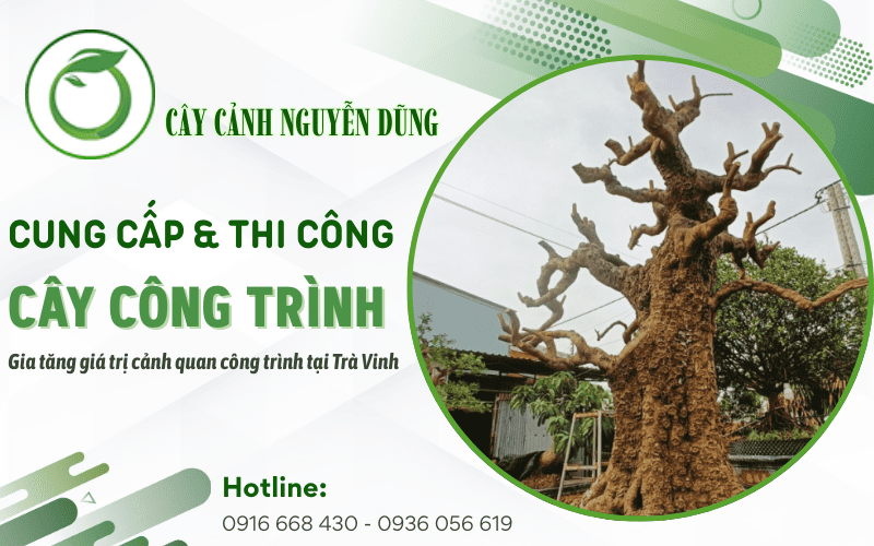 cung cấp thi công cây công trình Trà Vinh