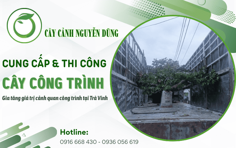 cung cấp thi công cây công trình Trà Vinh