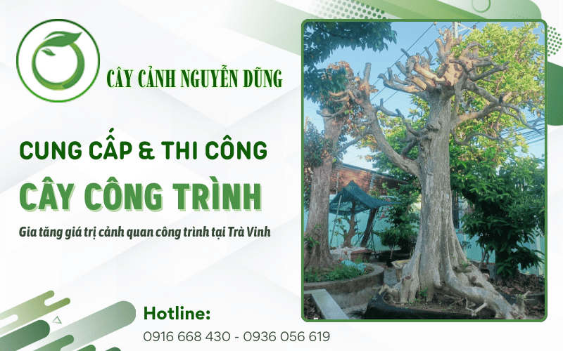 cung cấp thi công cây công trình Trà Vinh