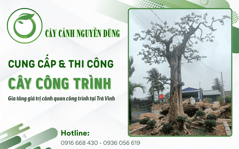 cung cấp thi công cây công trình Trà Vinh