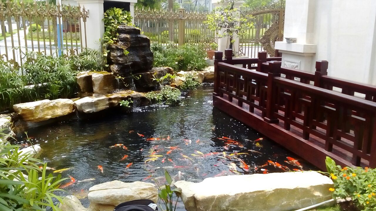 bảng giá thi công hồ cá Koi