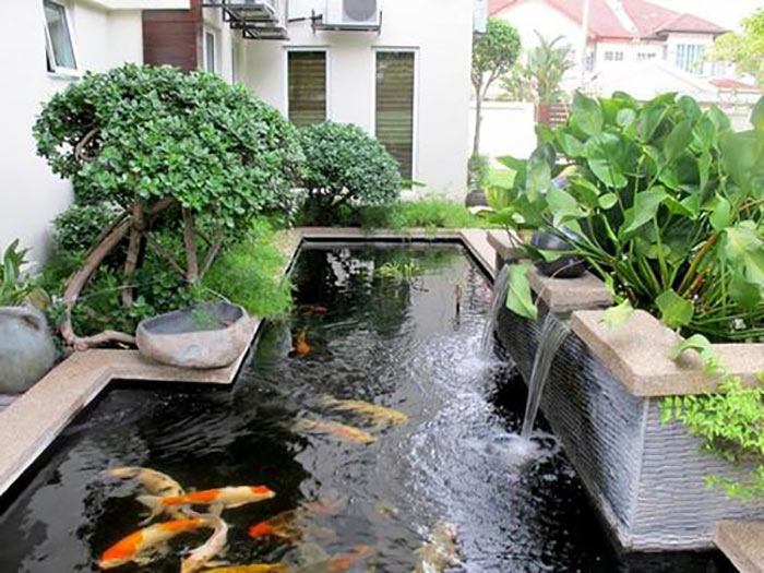 bể cá ngoài trời