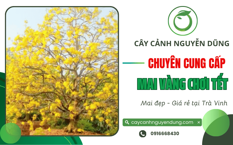 mai vàng tết